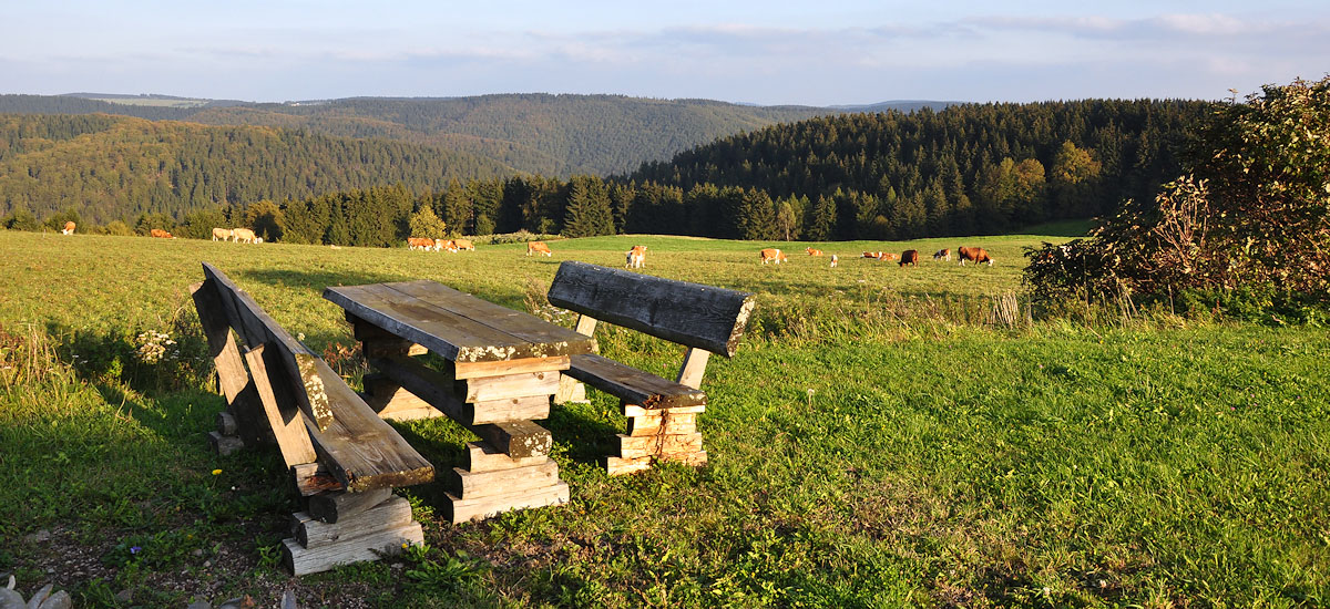 Ruhebank im Thüringer Wald