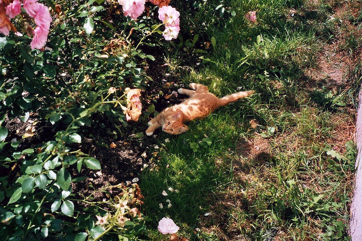 Katze sucht sich ein schattiges Plätzchen im Garten