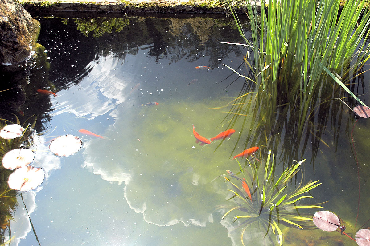 Teich mit Goldfischen auf dem Grundstück