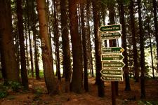 Wanderwegweiser im Wald