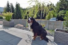 Haustiere sind erlaubt