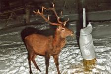 Wildfütterung im Winter