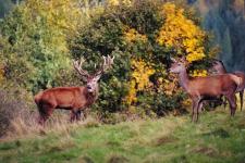 Wildbeobachtungen am Forsthaus Kanzlersgrund