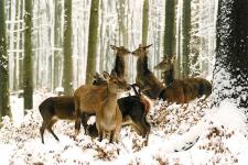 Wildbeobachtungen im Winter