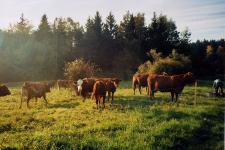 Ländliche Idylle (eigene Kühe)
