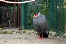 Blick in die Vogelvoliere