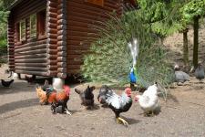 Blick in die Vogelvoliere