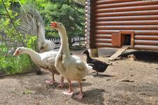 Tierische Mitbewohner