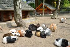 Tierische Mitbewohner