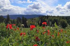 Ausblick in die Natur