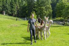 Alpakas in der Waldmühle