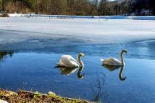 Schwäne auf einem der hauseigenen Teiche