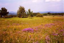 Landschaft im Thüringer Wald