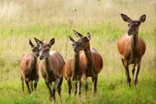 Rehe im Thüringer Wald