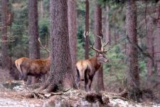 Hirsche im Wald