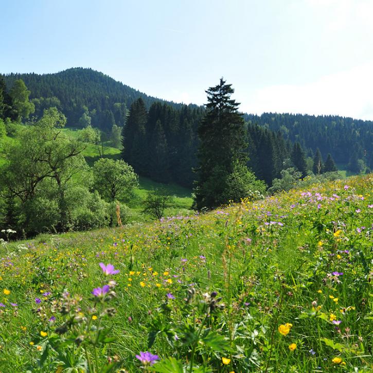 Ruppberg mit blühender Bergwiese