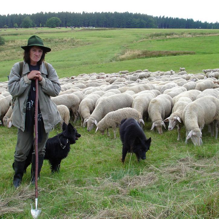 Schäfer bei Heubach