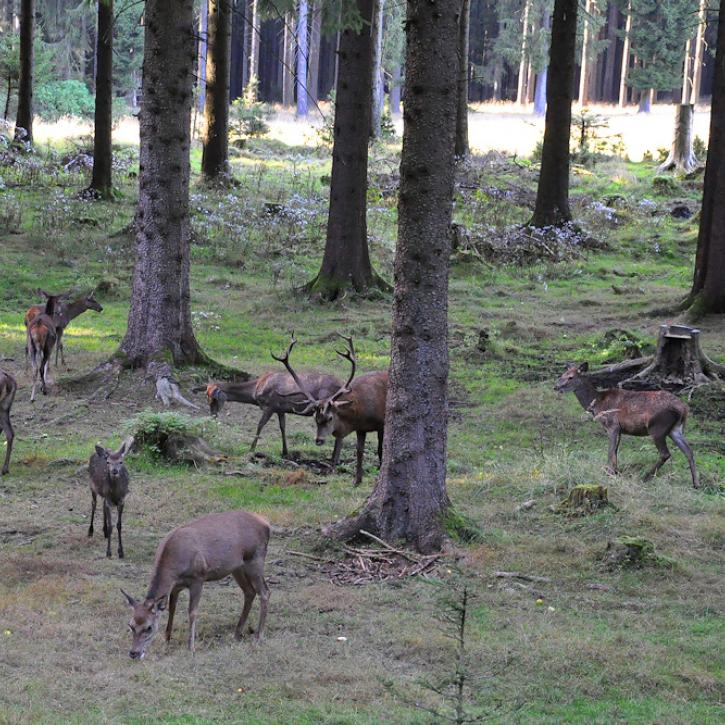 Wildtierbeobachtung bei Frauenwald