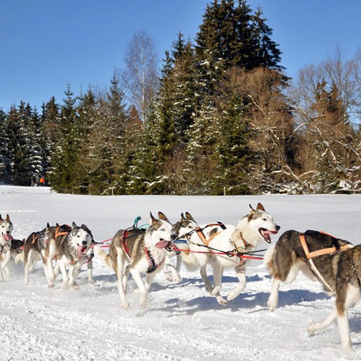 Schlittenhunderennen bei Frauenwald