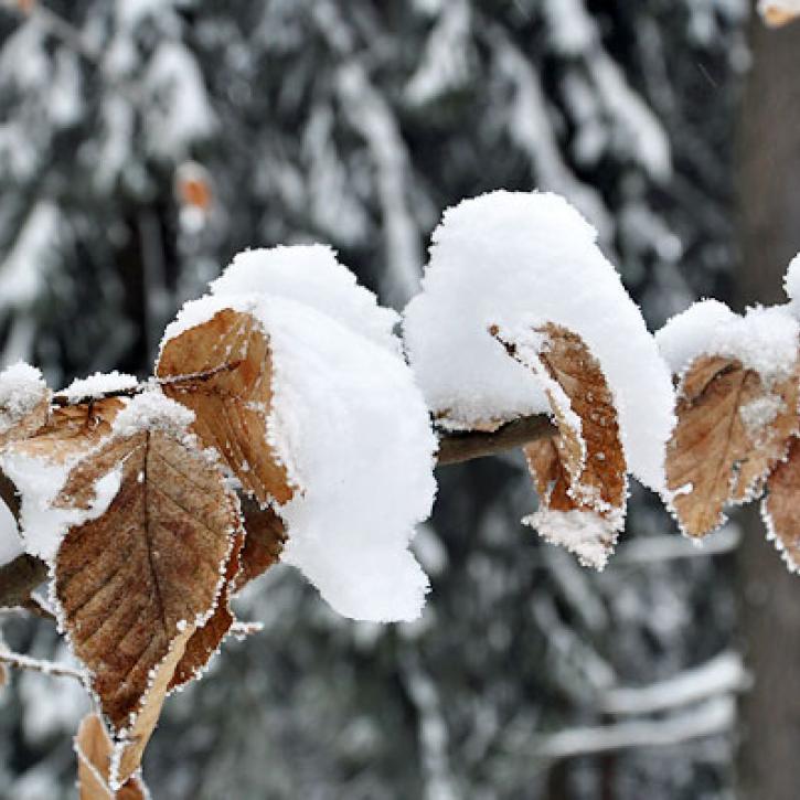 verschneites Laub
