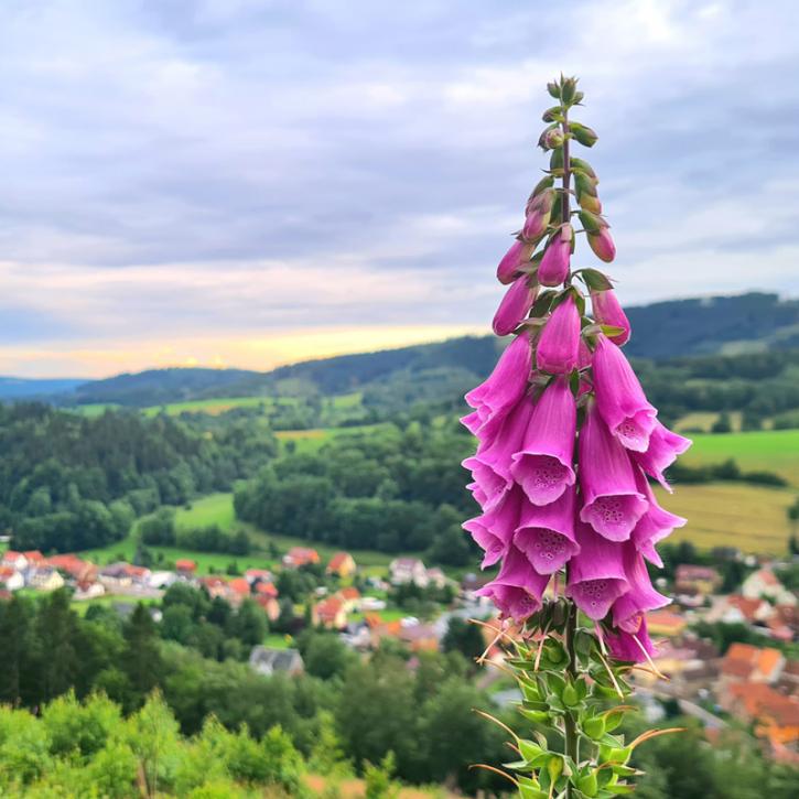 Blick auf Floh-Seligenthal