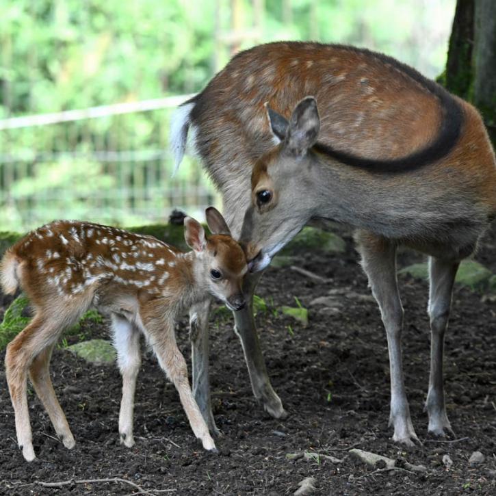 Tierpark Sonneberg