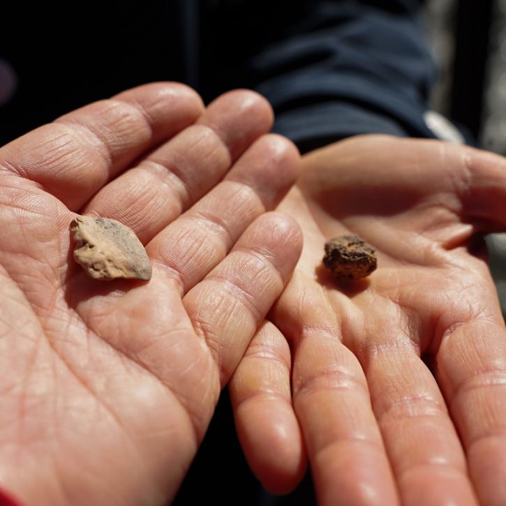Kieselsteine von der Werra werden in die Selbitz/Saale geworfen
