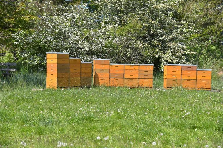 Bienen am Rennsteig