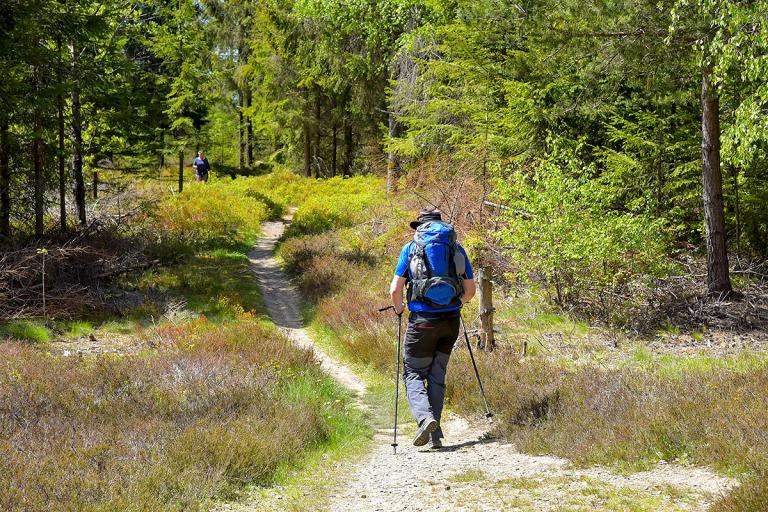 Wanderung durch Wälder